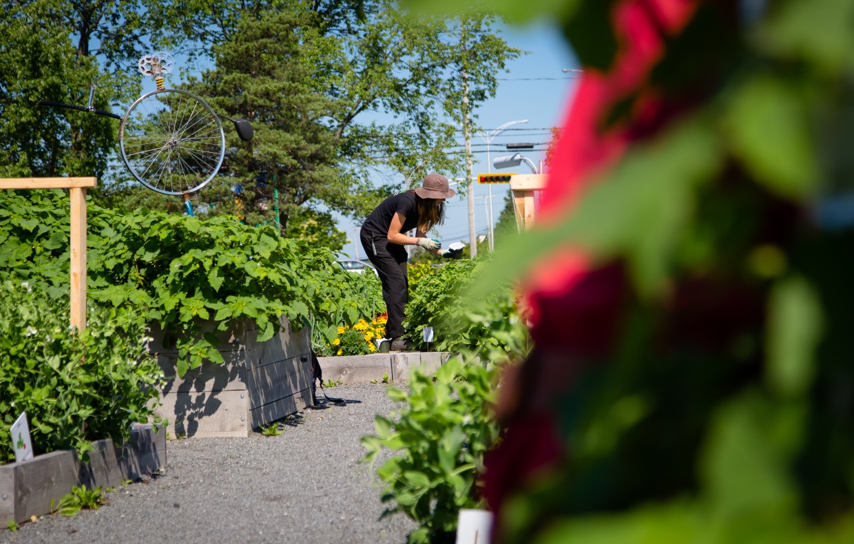 Potager urbain à Victoriaville