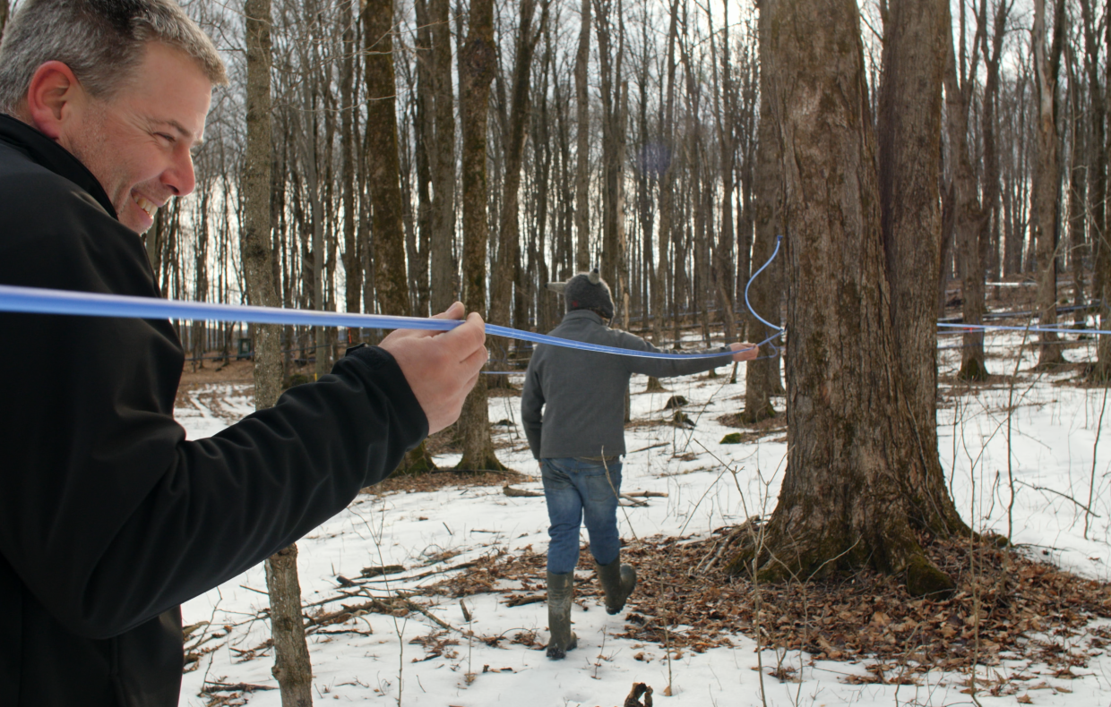Deux hommes vérifiant la tubulure d'arbres entaillés dans une érablière