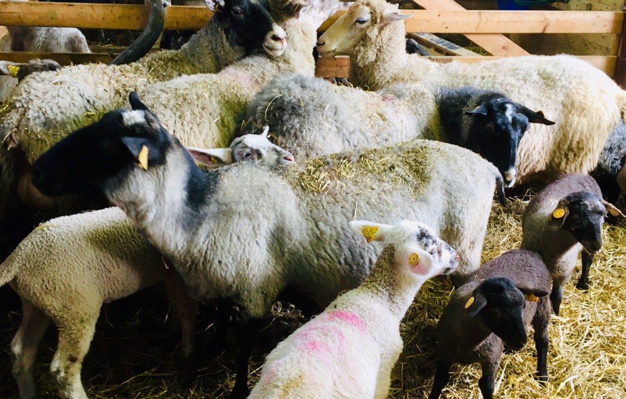 Petit troupeau de moutons noirs et blancs dans un enclos