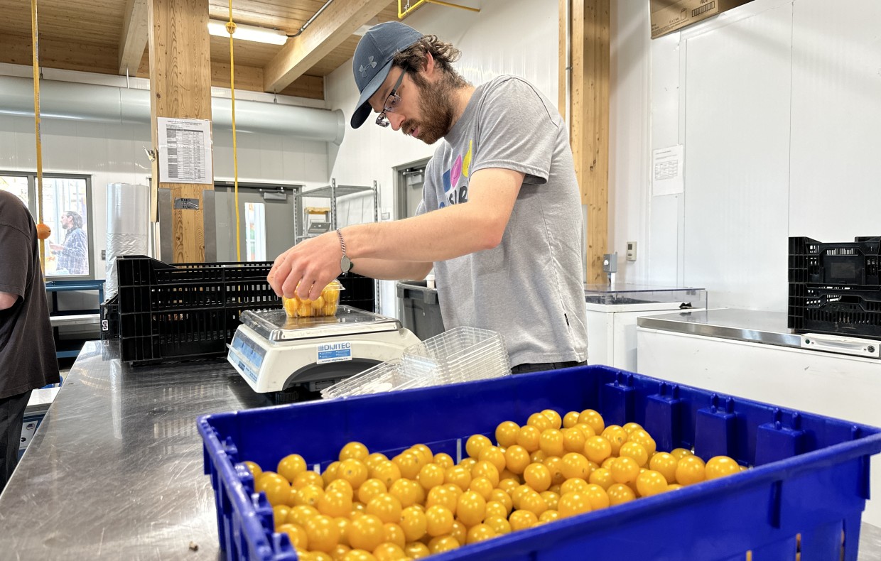 Un jeune participant d'Ausiris s'affaire à peser et à emballer des tomates récoltées dans les serrres de  l'INAB (©Kateline Grondin,CISA)