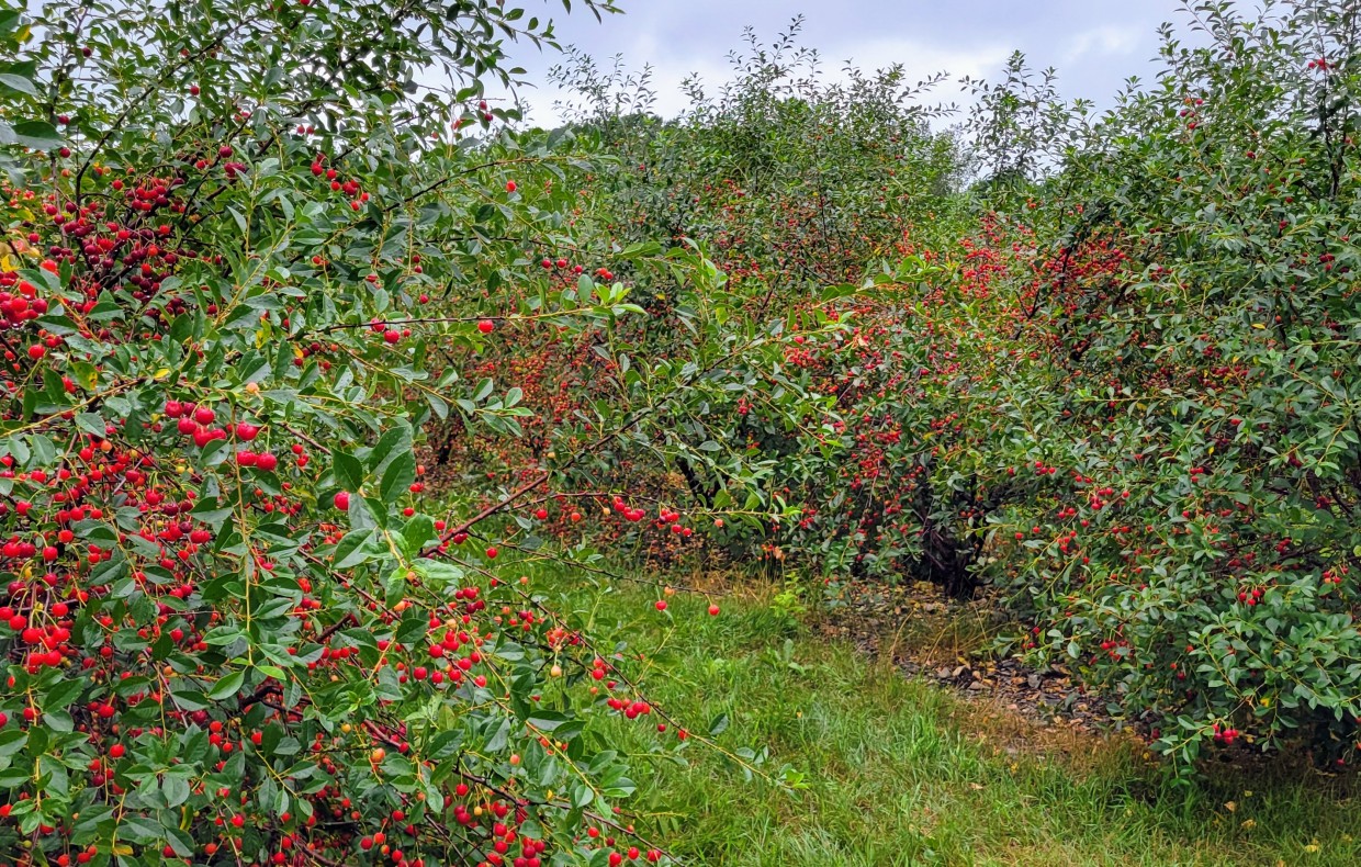 Cerises griottes au Domaine Deslandes (photo : Geoffroy Ménard, CETAB+)