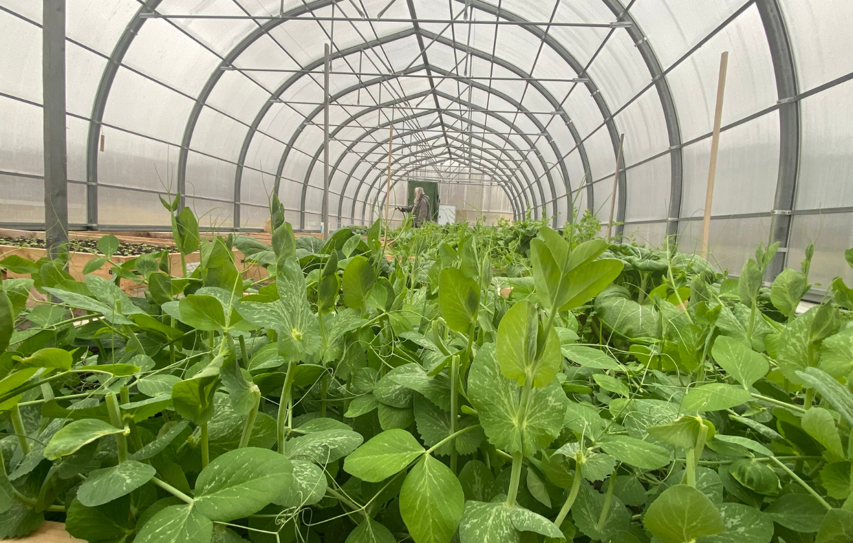 Greenhouse Farming in Salluit’s Community Greenhouse