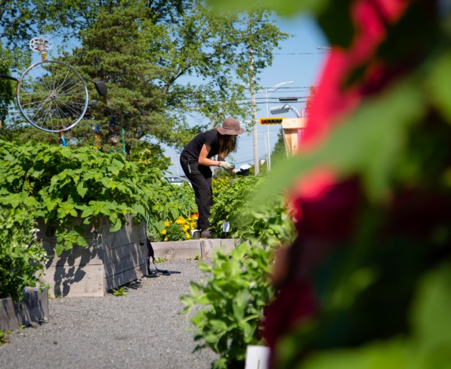 Potager urbain à Victoriaville